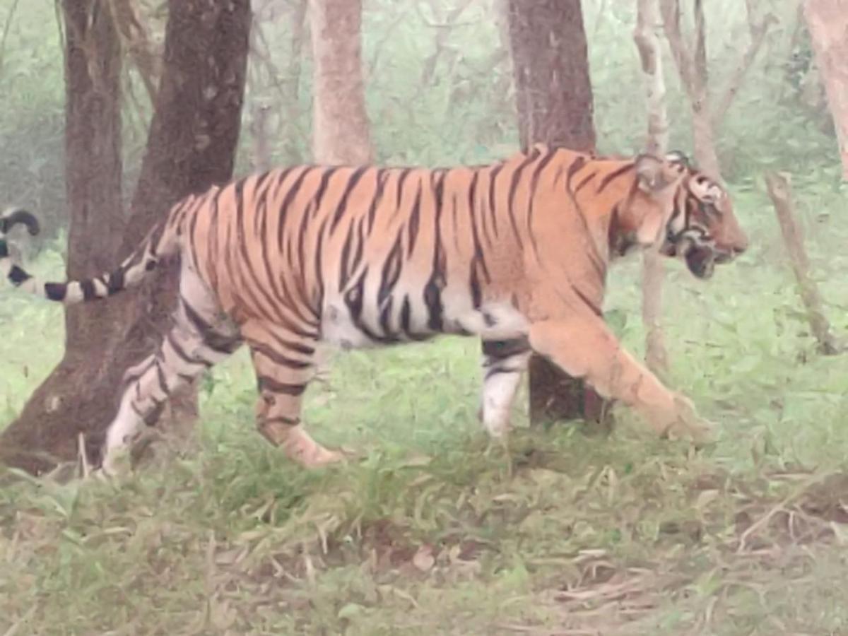 Cosmic Connect Trails Kabini Antharasanthe Extérieur photo